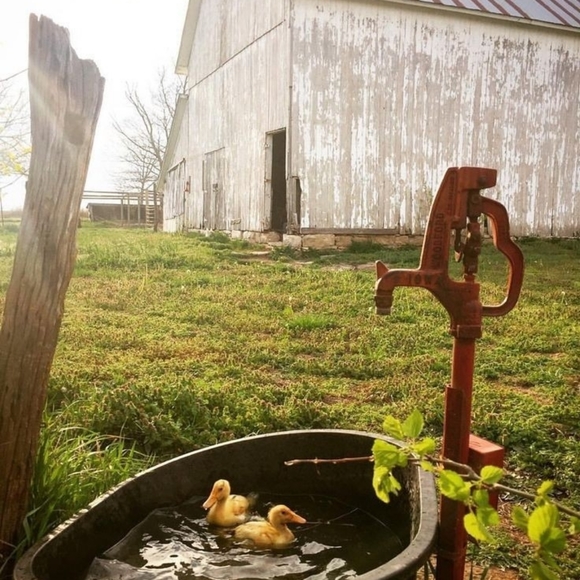 Meet your Posher, Priscilla - Picture 8 of 12